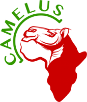 Camelus